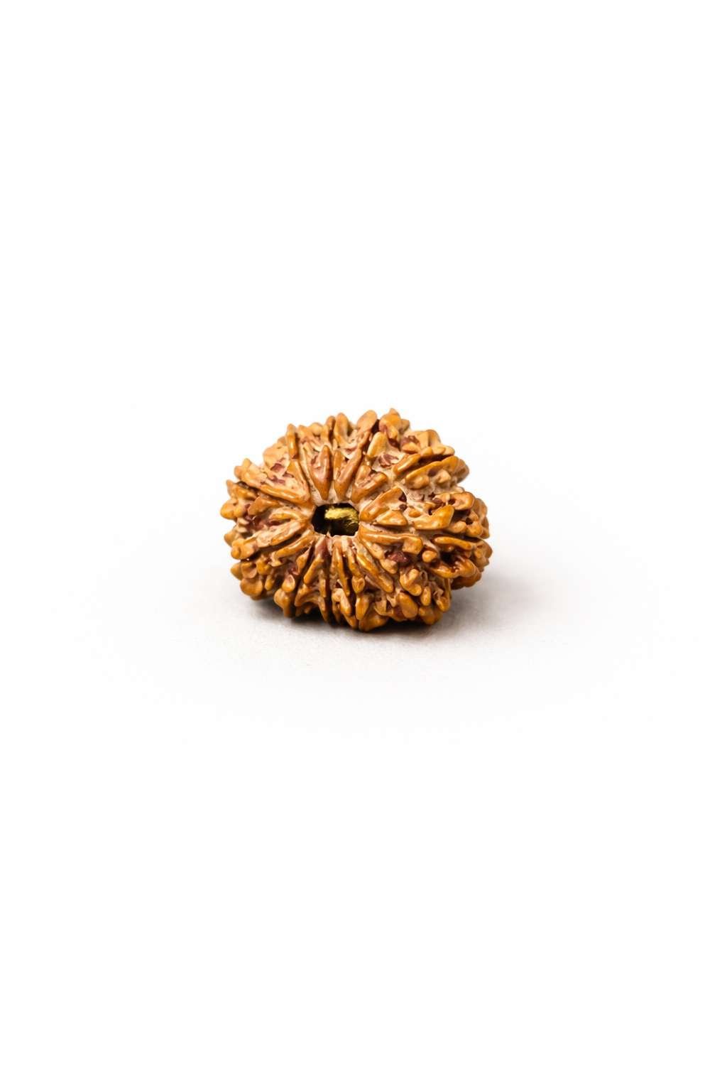 RUDRAKSHA