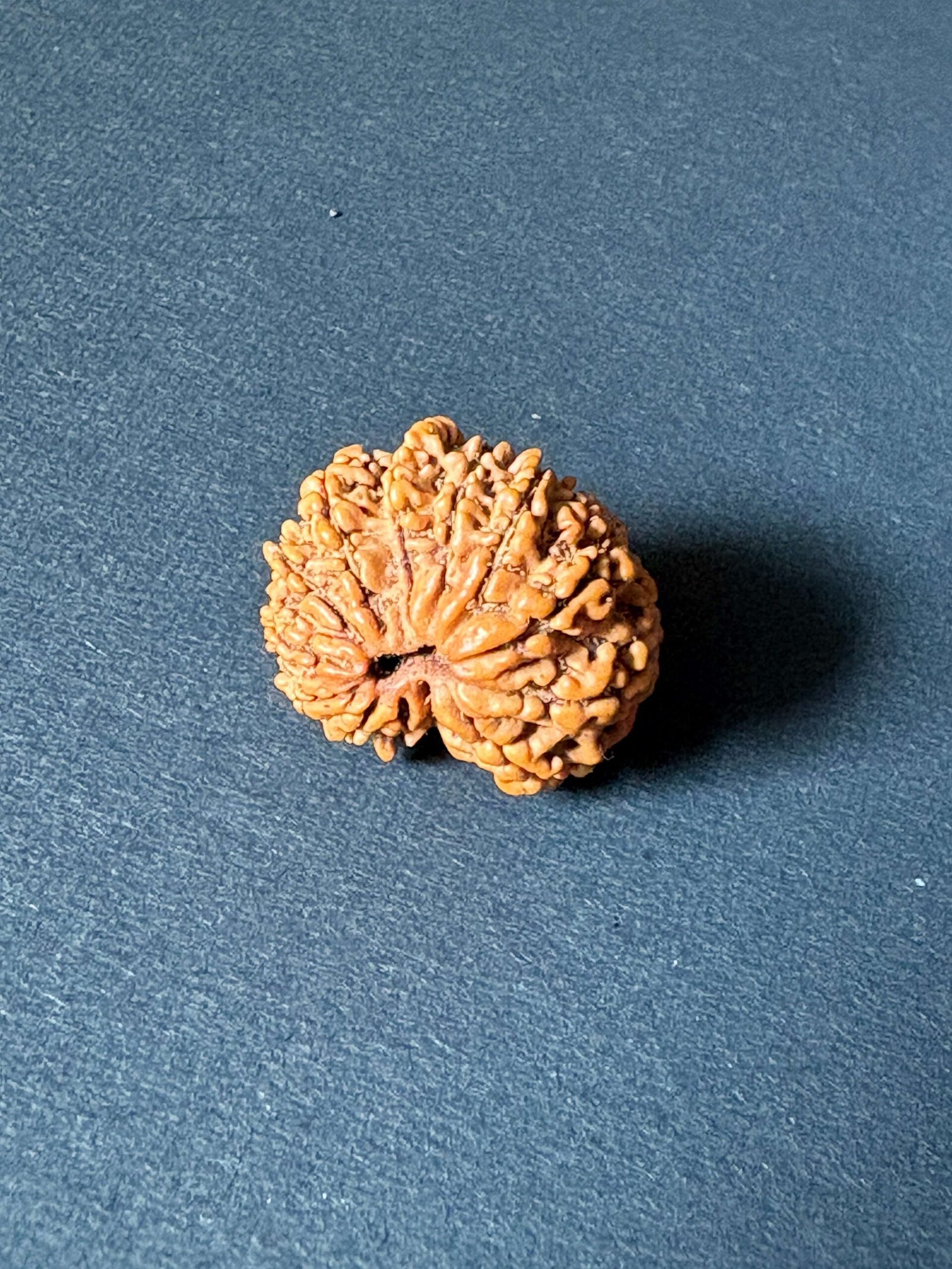 RUDRAKSHA