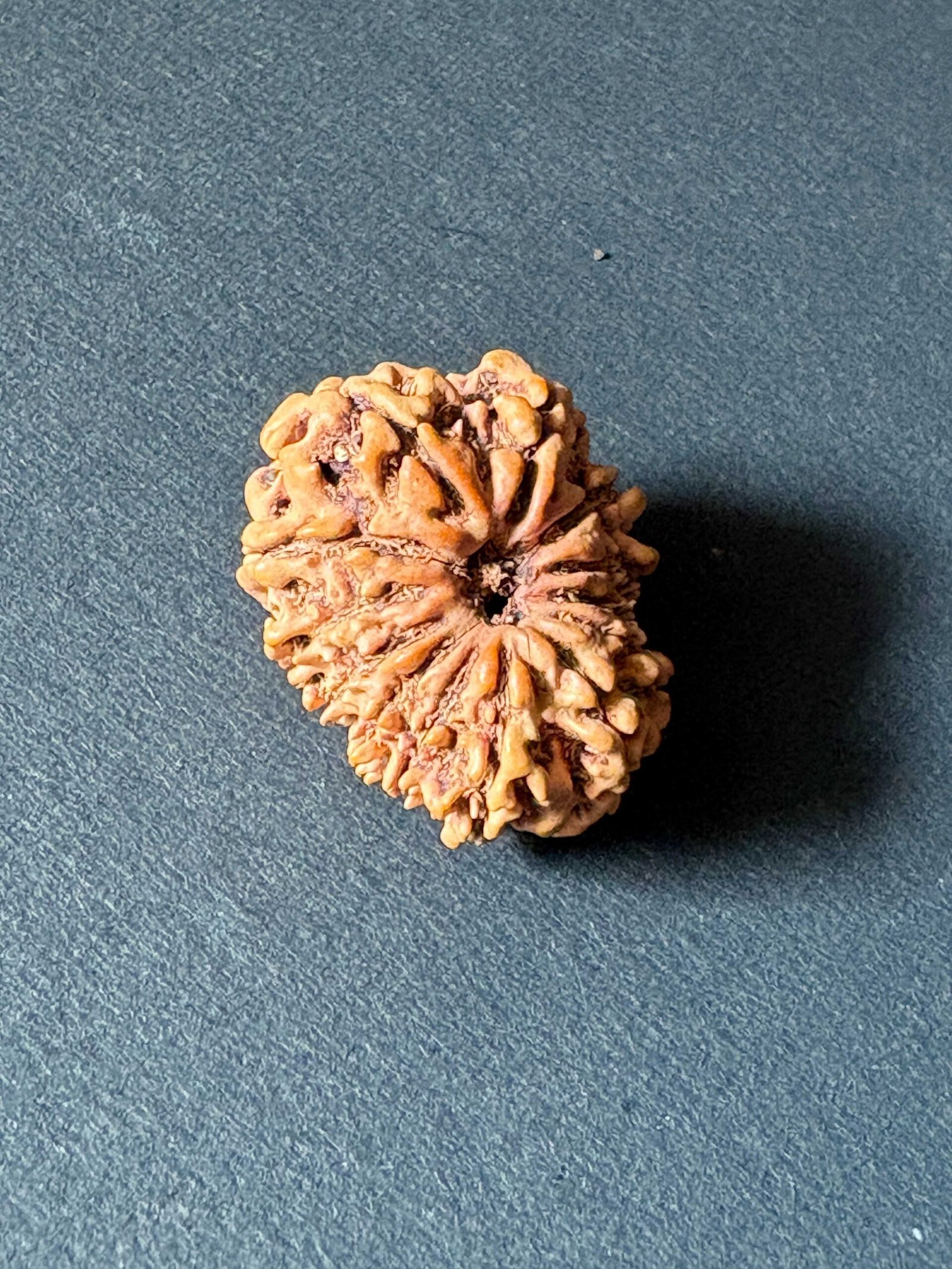 RUDRAKSHA