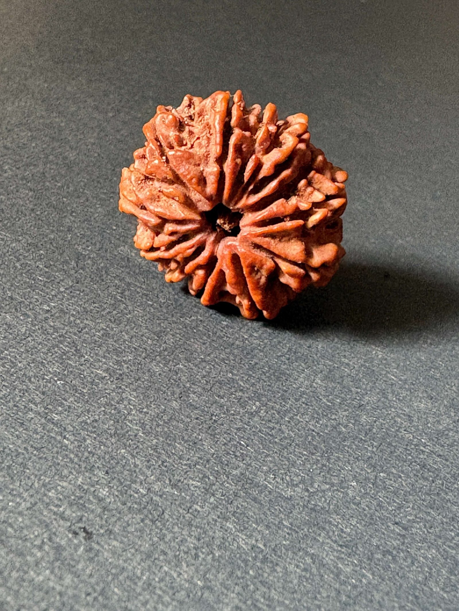 RUDRAKSHA
