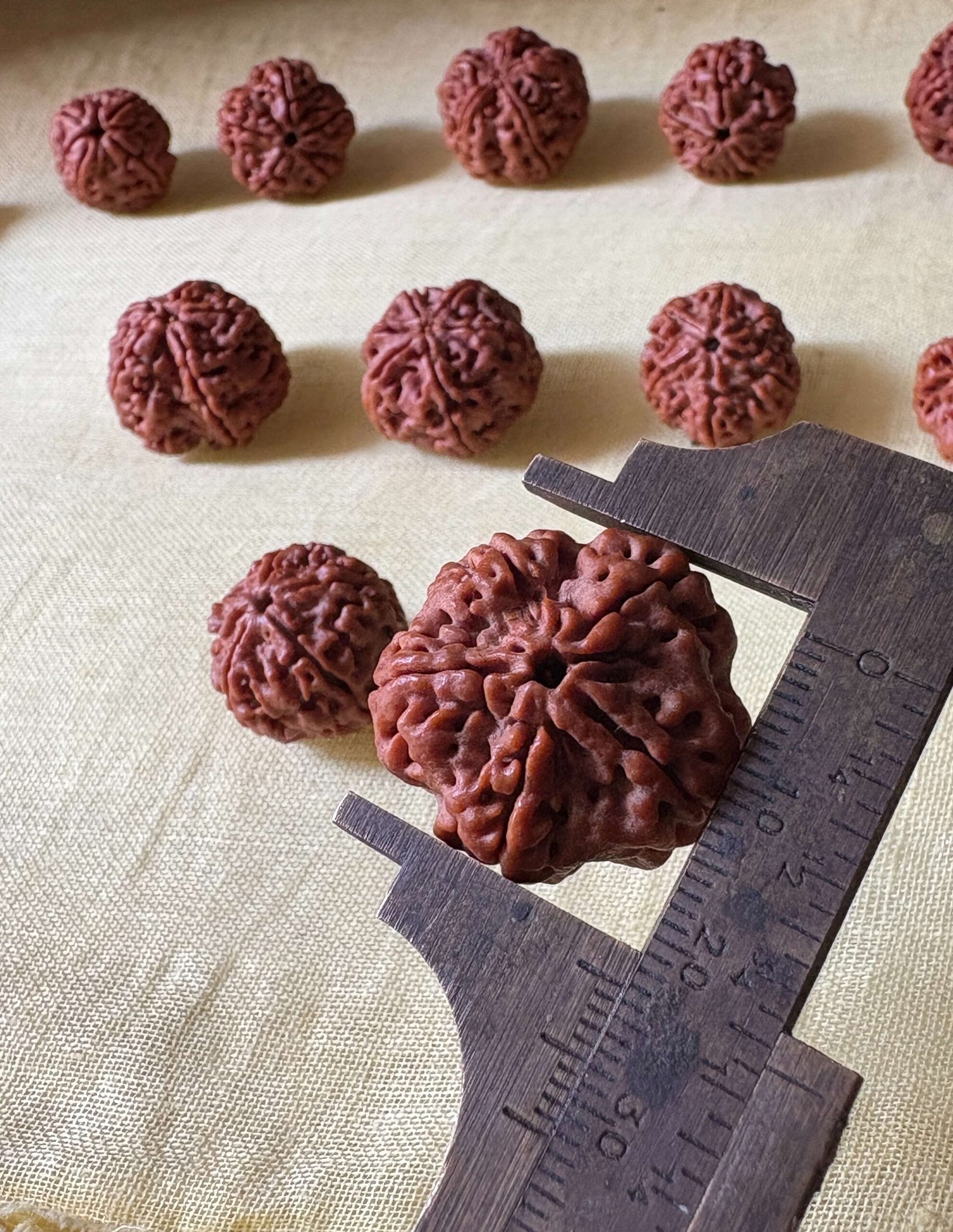 RUDRAKSHA