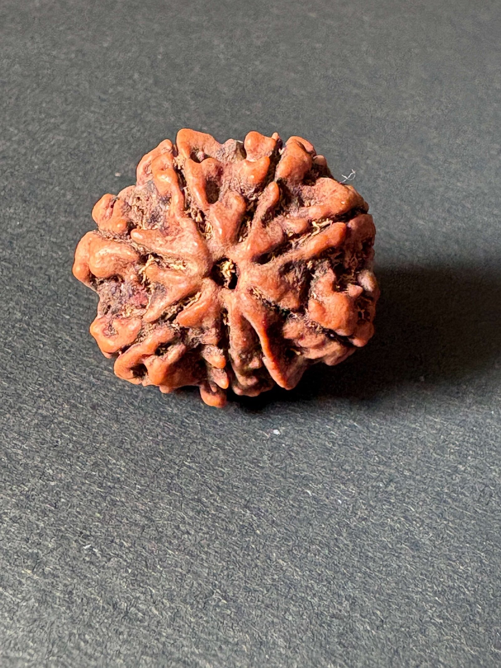 RUDRAKSHA