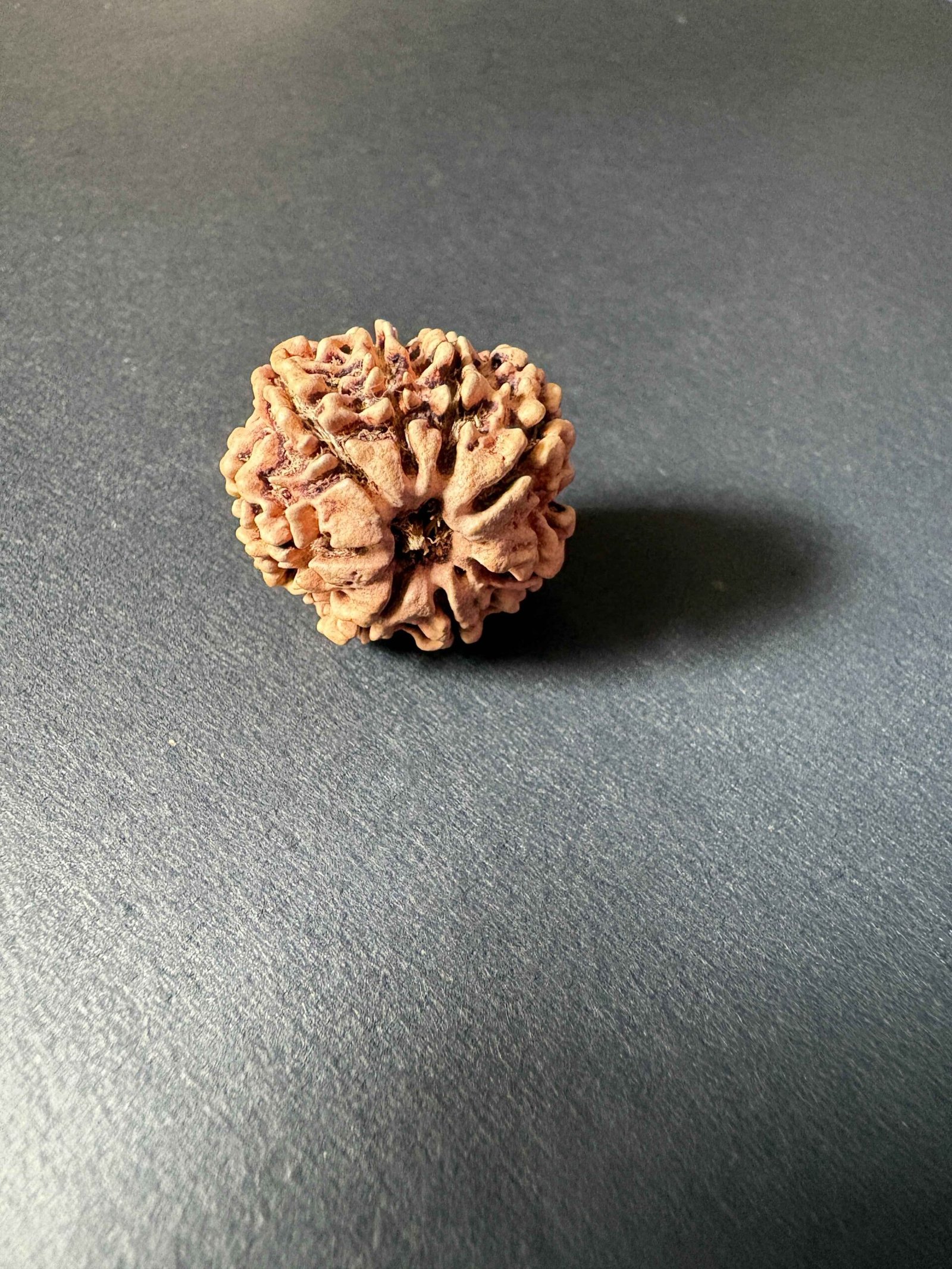 RUDRAKSHA