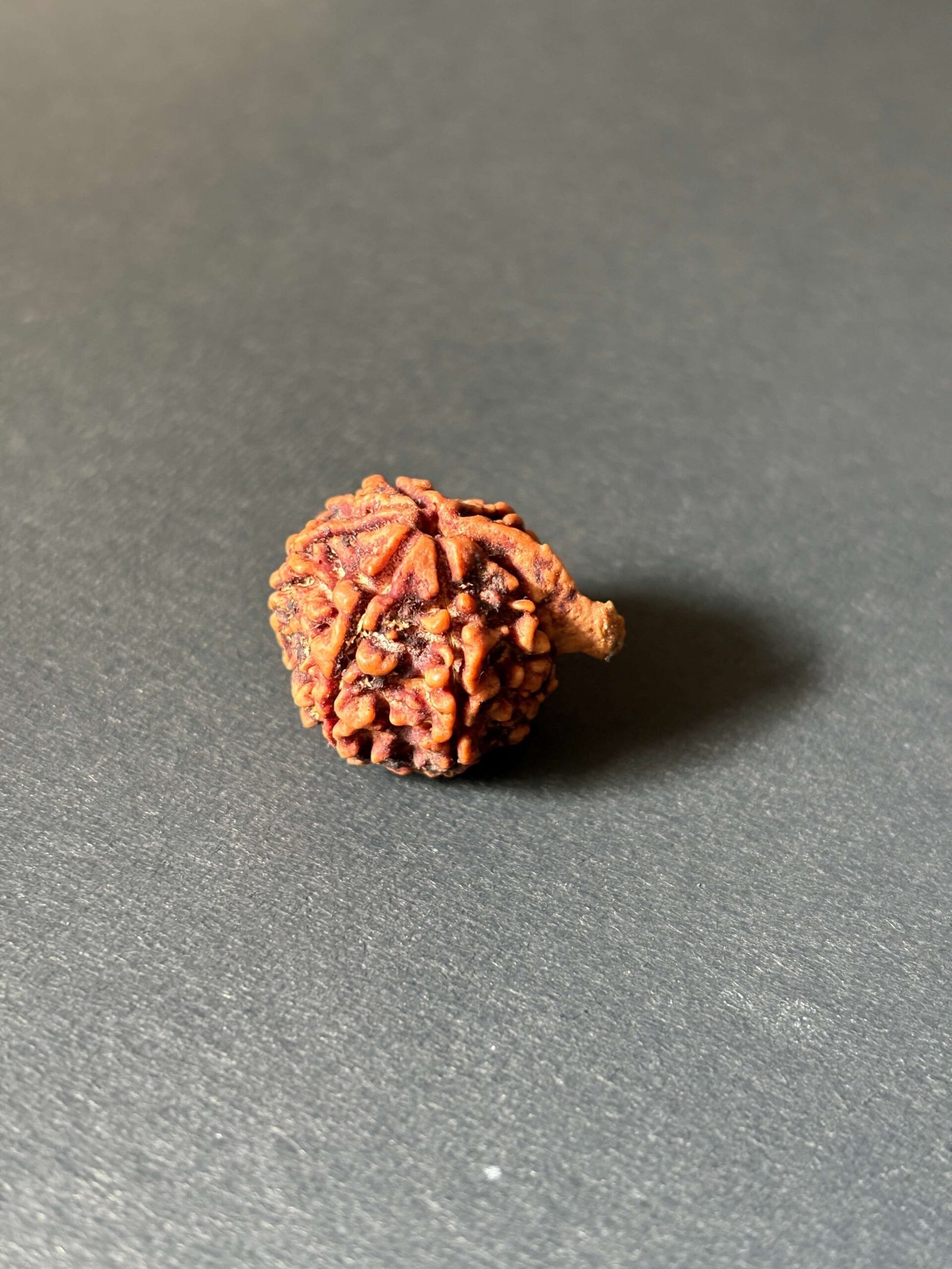 RUDRAKSHA