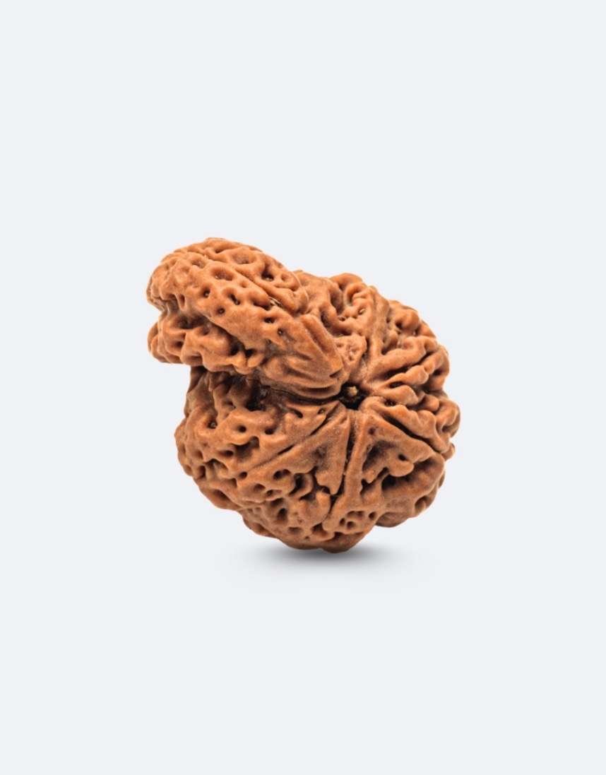RUDRAKSHA